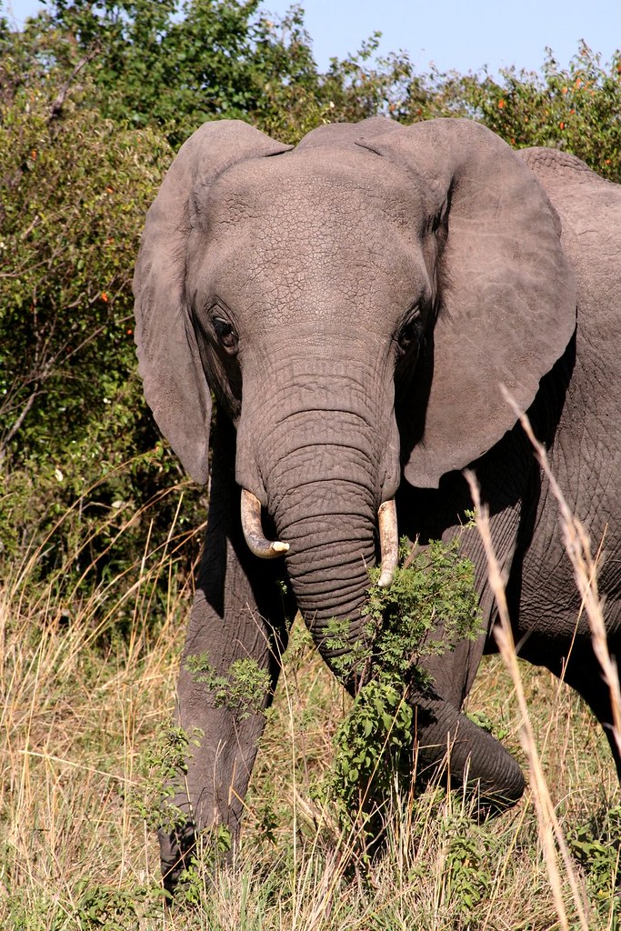Serengeti, Tanzania